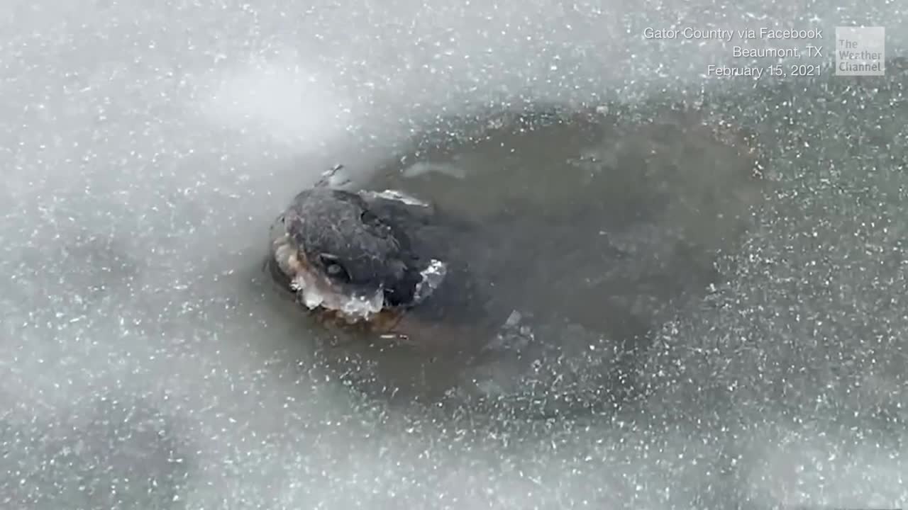 A Lesson in How Alligators Survive When Water Freezes