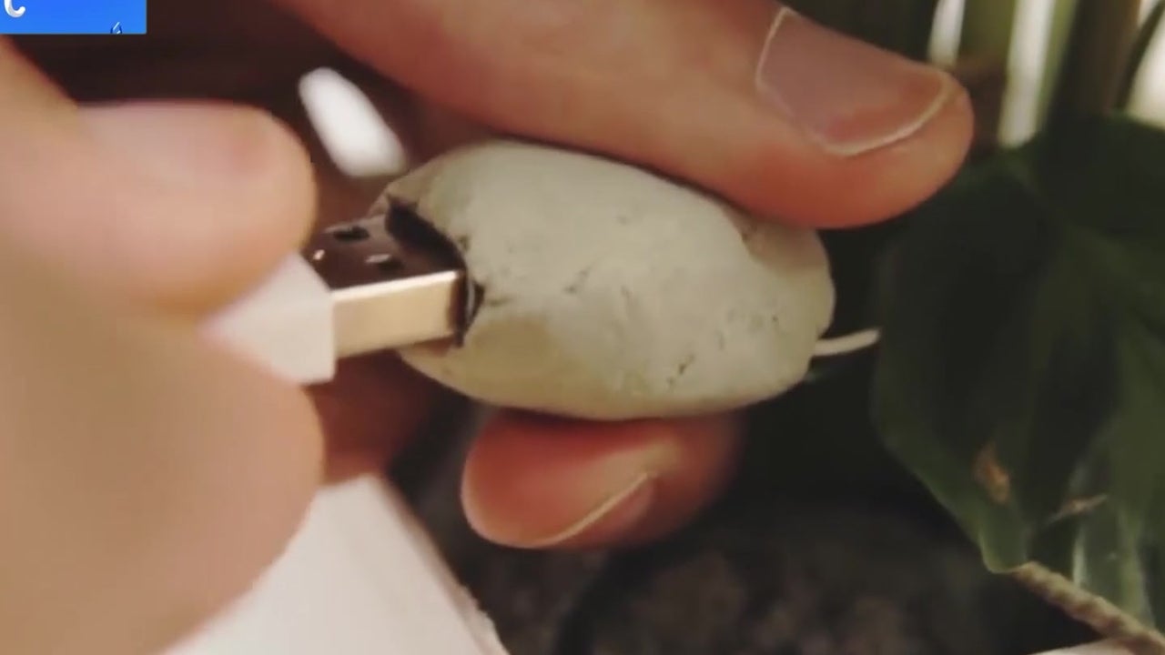 A Plant Can Be Your Phone Charger