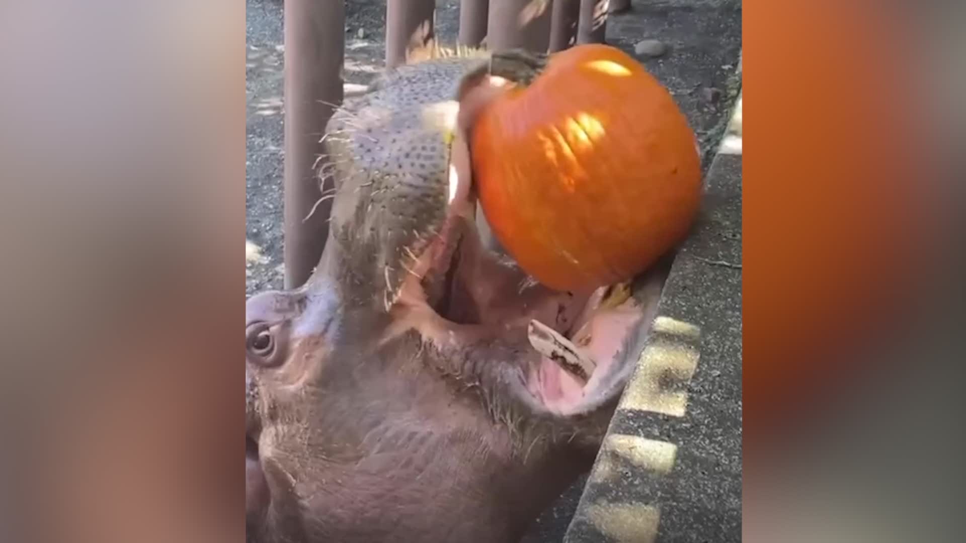 A Seasonal Treat For The Philadelphia Zoo&rsquo;s Hungry Hippos