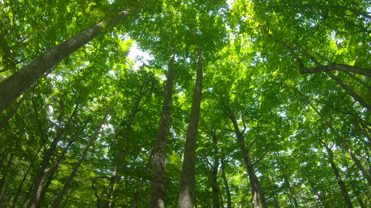 A Trillion Trees Could Put a Big Dent in Climate Change
