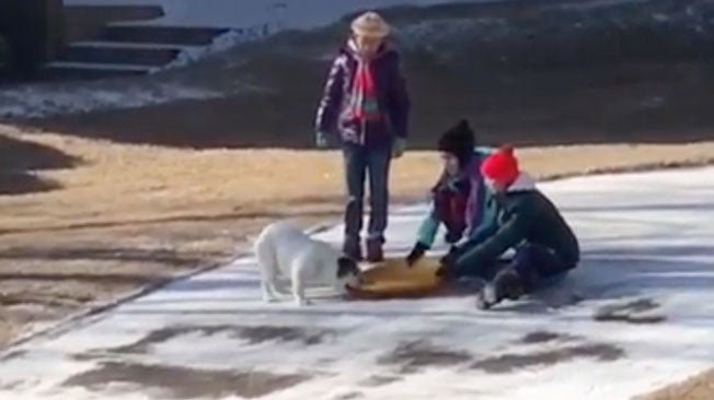 A True Sled Dog