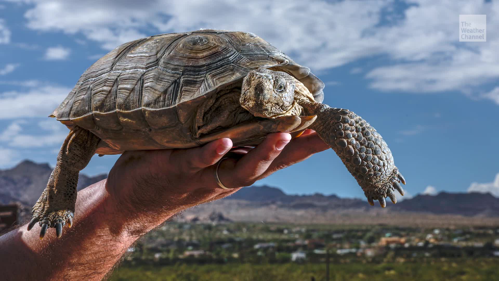 A Year&rsquo;s Worth Of Pee: Why Not To Touch A Desert Tortoise