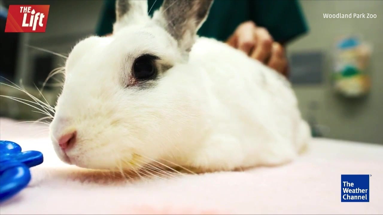 Acupuncture for a Rabbit