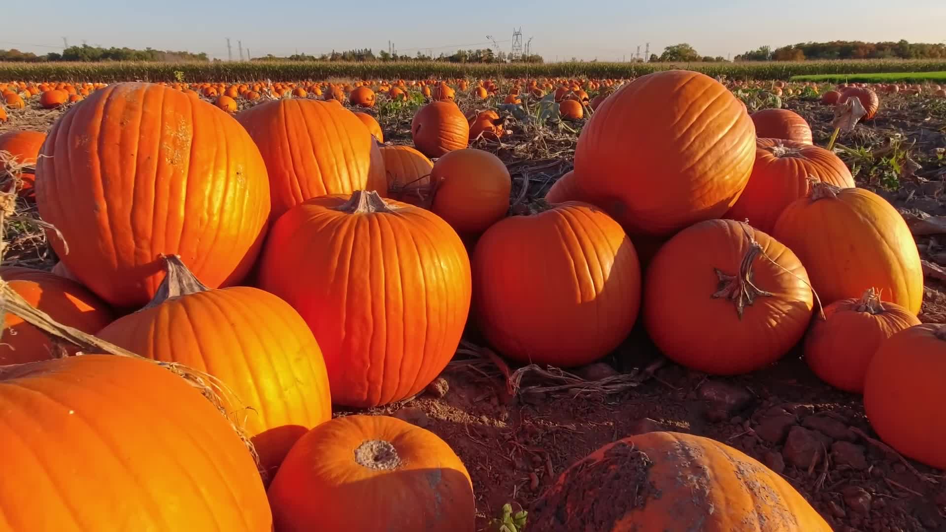 Add Pumpkin To Your Skin Care Routine