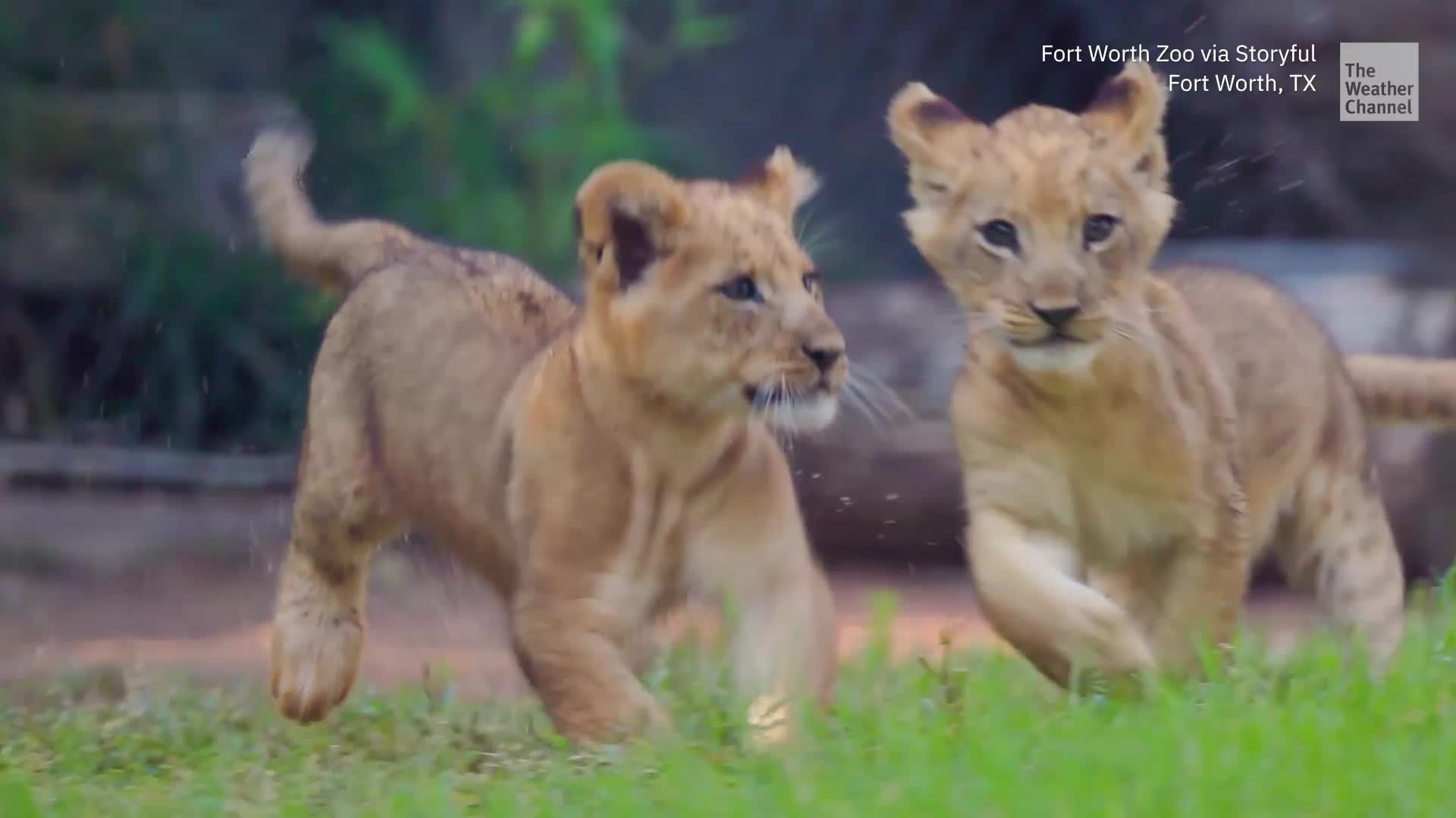 Adorable African Lions Born In Texas