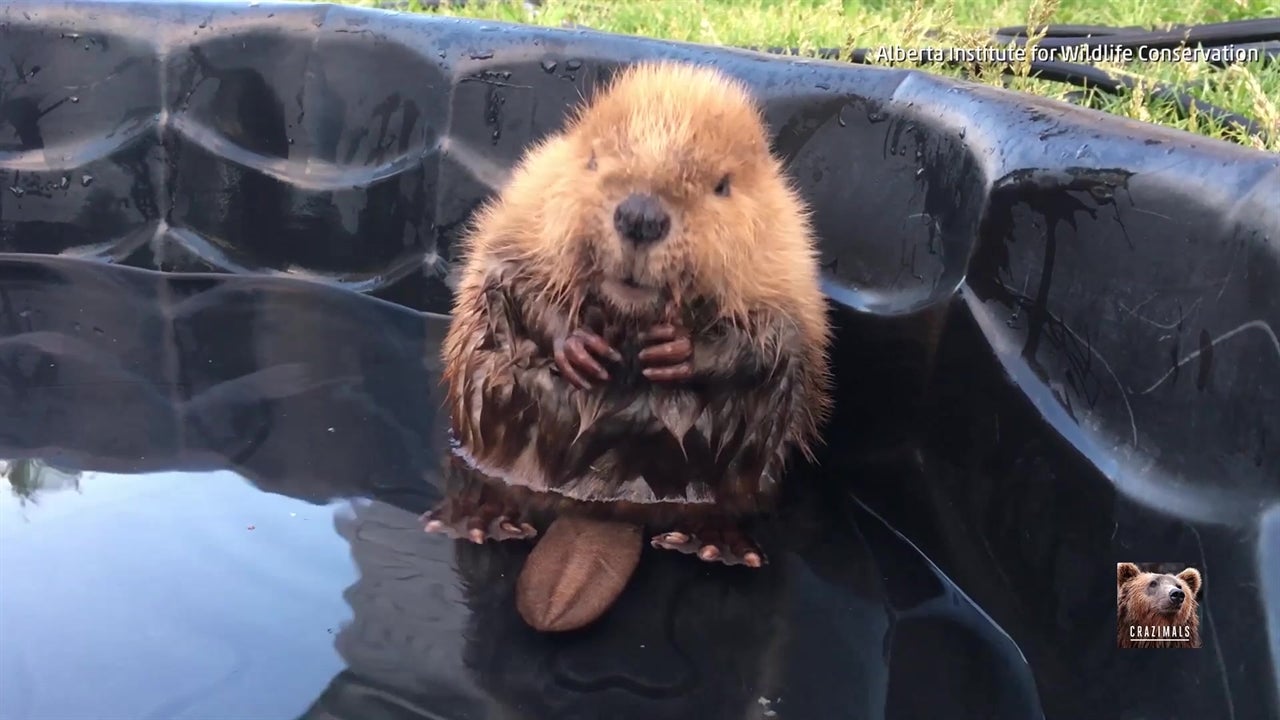 Adorable Baby Beaver Grooms Himself