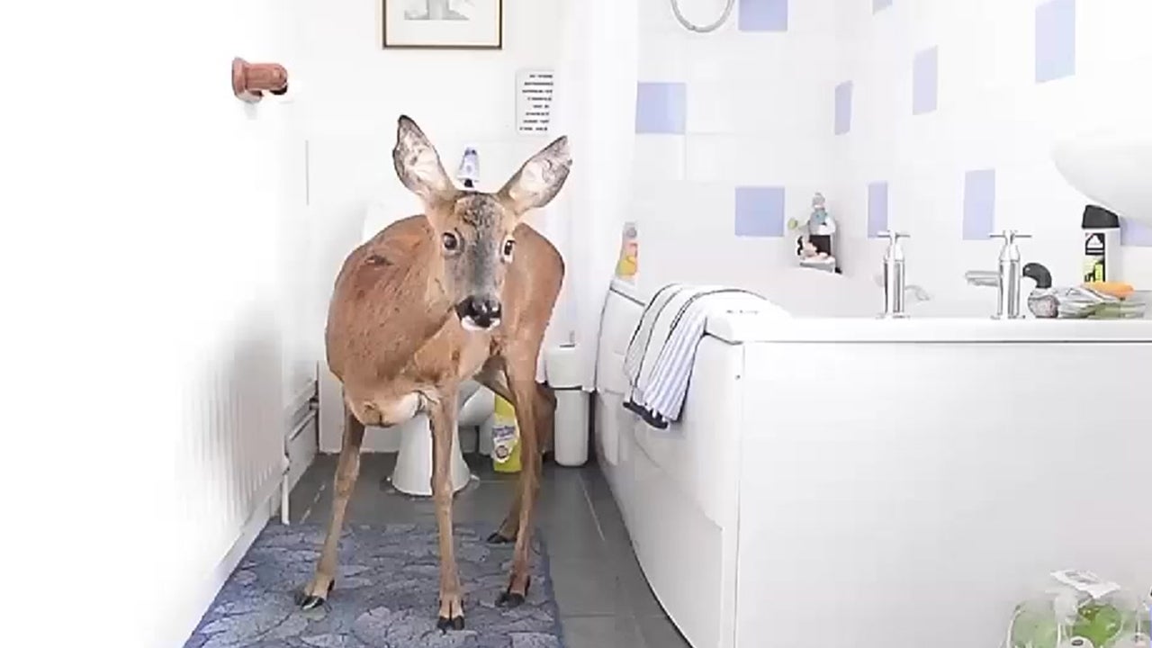 Adorable Deer Thinks It's a Dog
