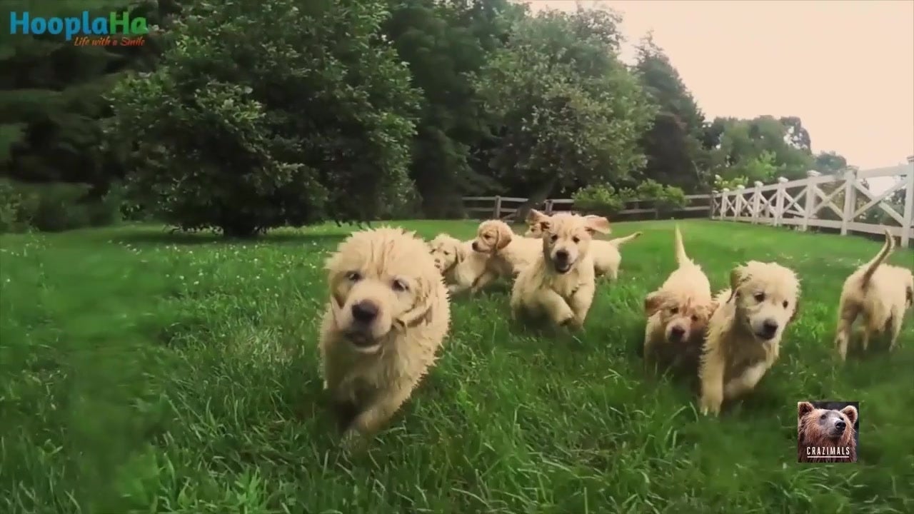 Adorable Puppies Play in Sprinkler