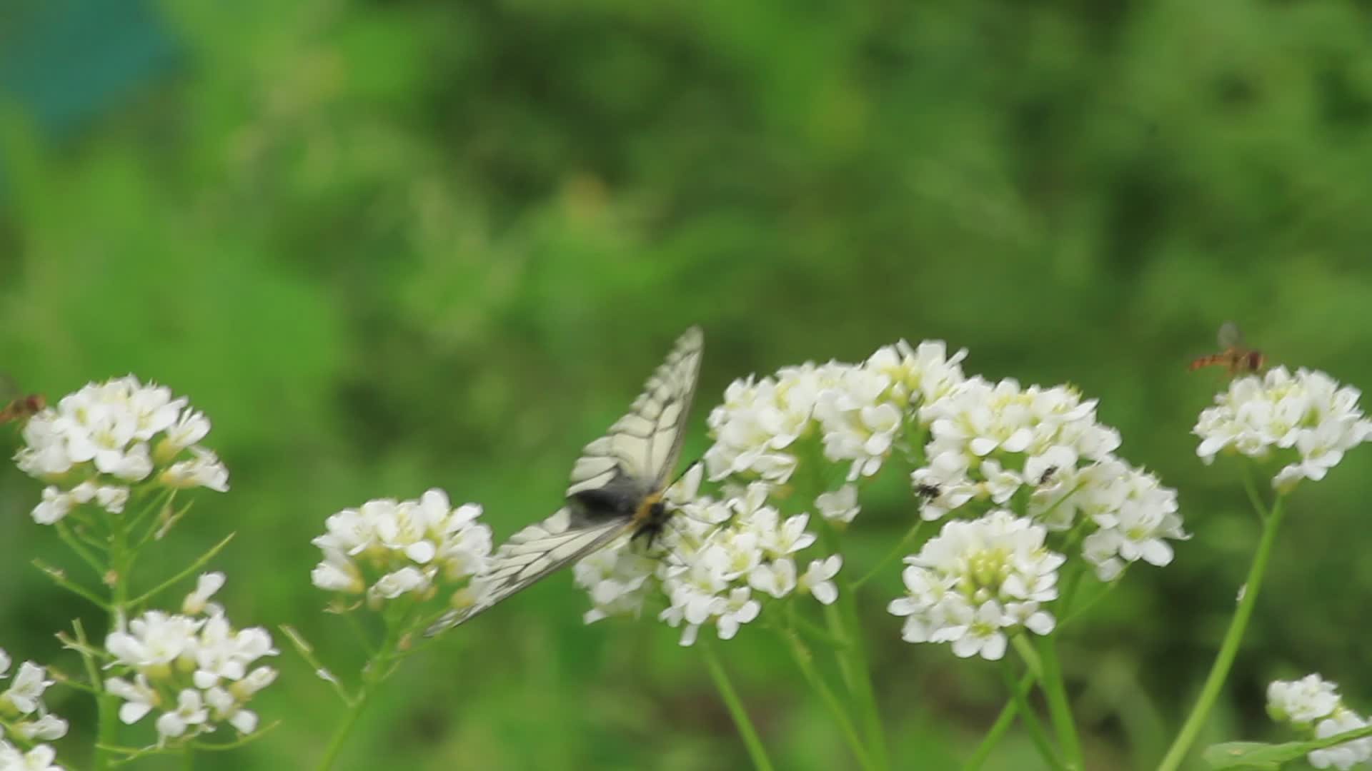 After 100-Year Absence, Delicate Creature Returns