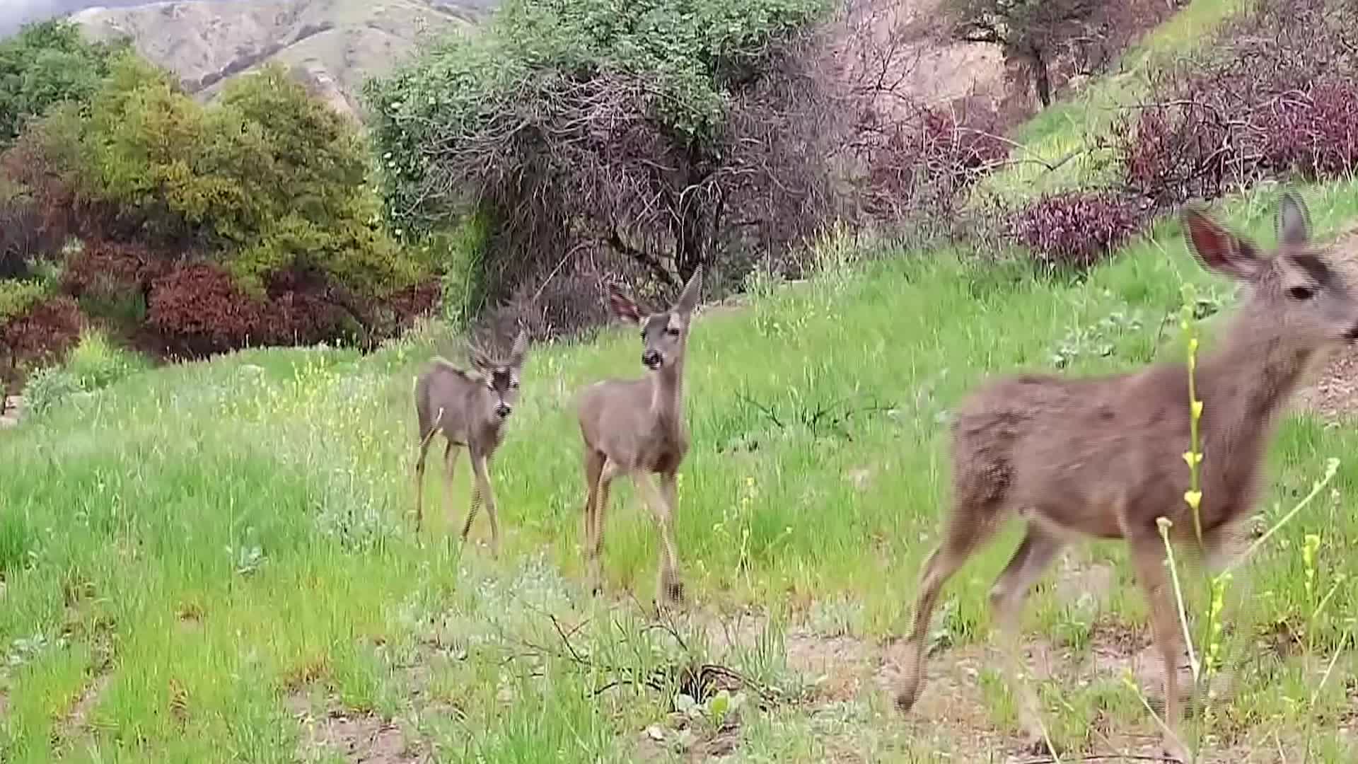After Eaton Fire, Mountain Lion Seen On Altadena Trail Cam