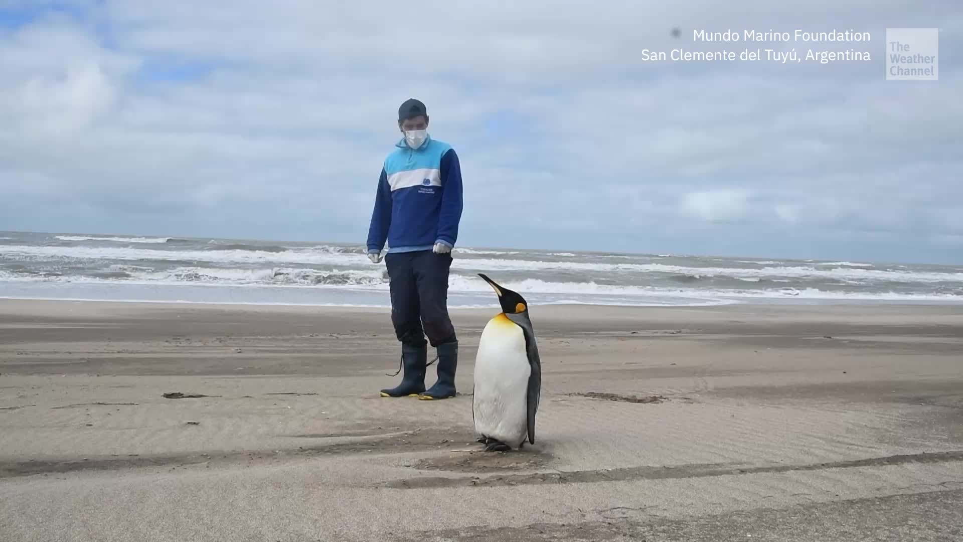 After Long Recovery, Rescued King Penguin Returns To The Sea