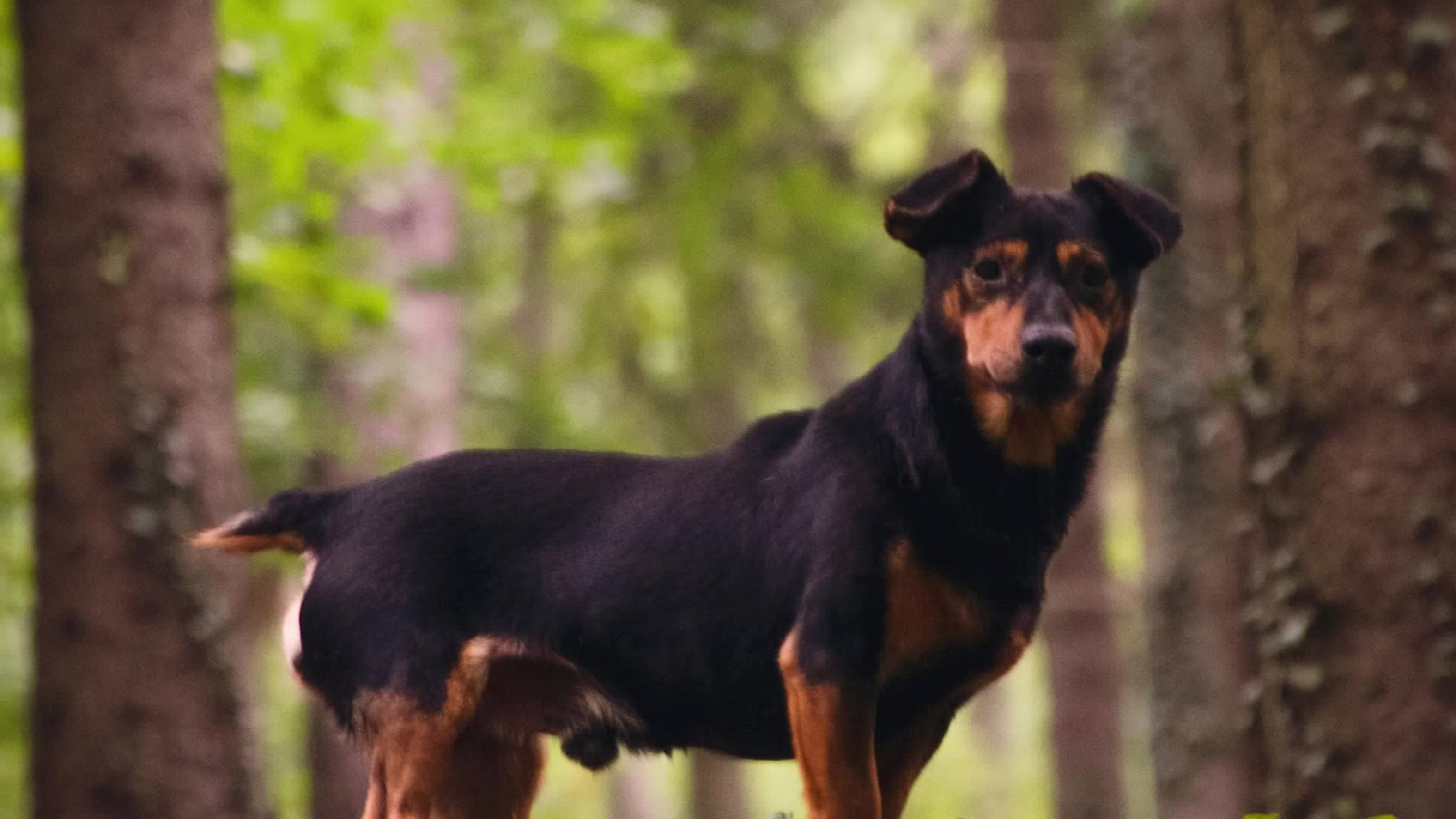 AKC Recognizes New Outdoor-Loving Dog Breed