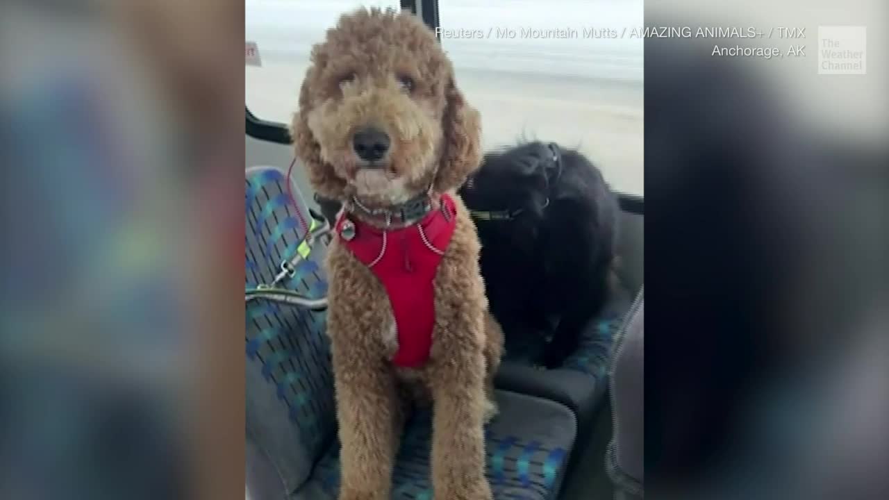 Alaska Dog-Walking Business Picks Up Furry Clientele In School Bus