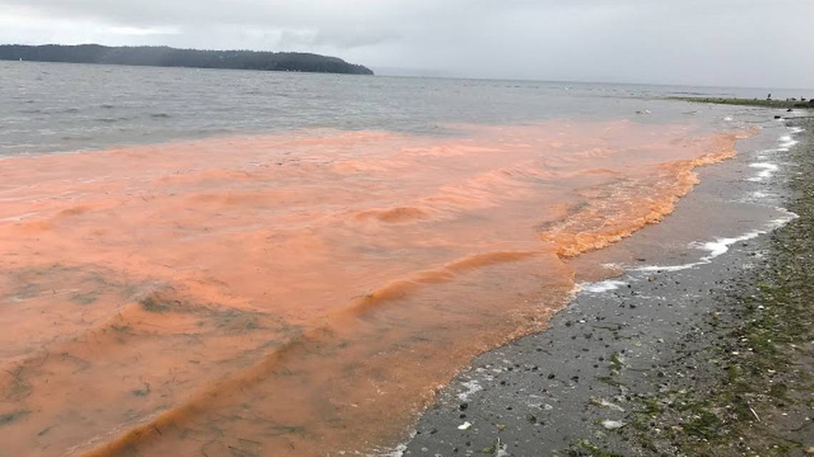 Algae Bloom Turns Puget Sound’s Waters Orange