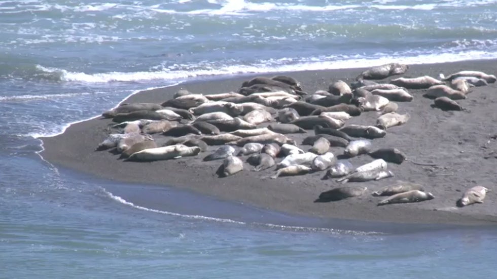 Algae Sickening Sea Lions in California