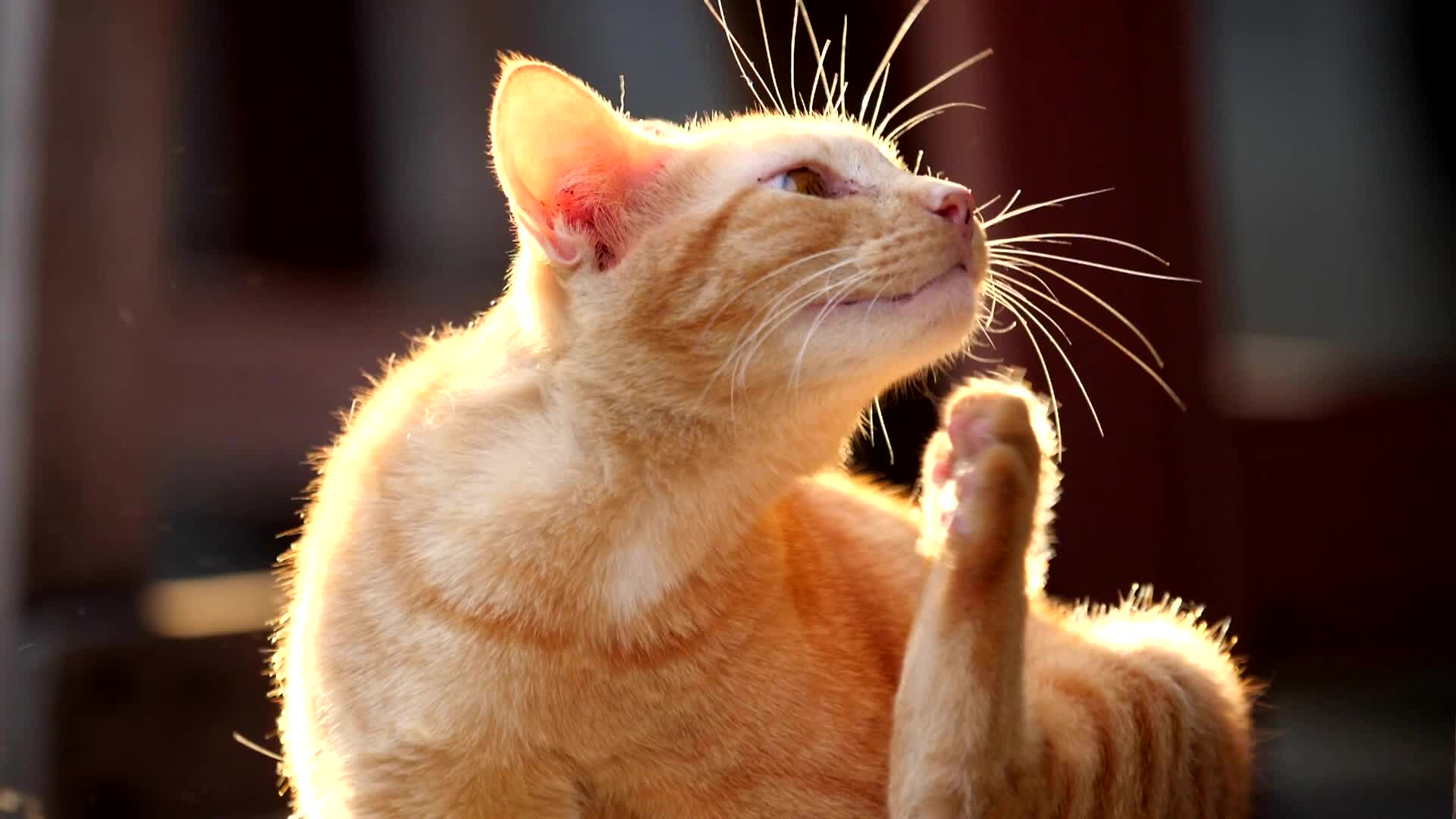Allergic To Pet Dander? Find Some Relief Here