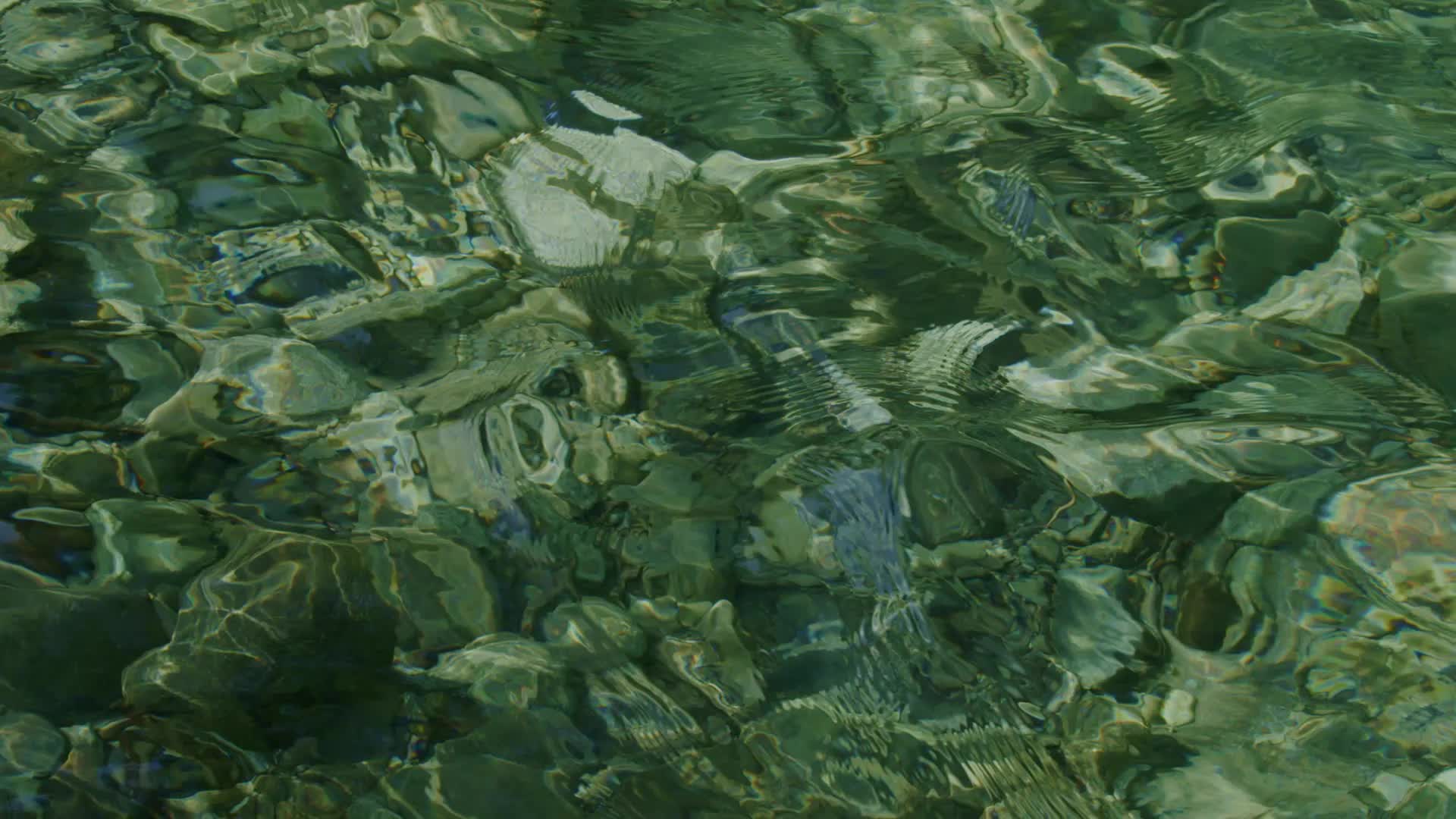 Alligators in Brumation: Frozen Survival
