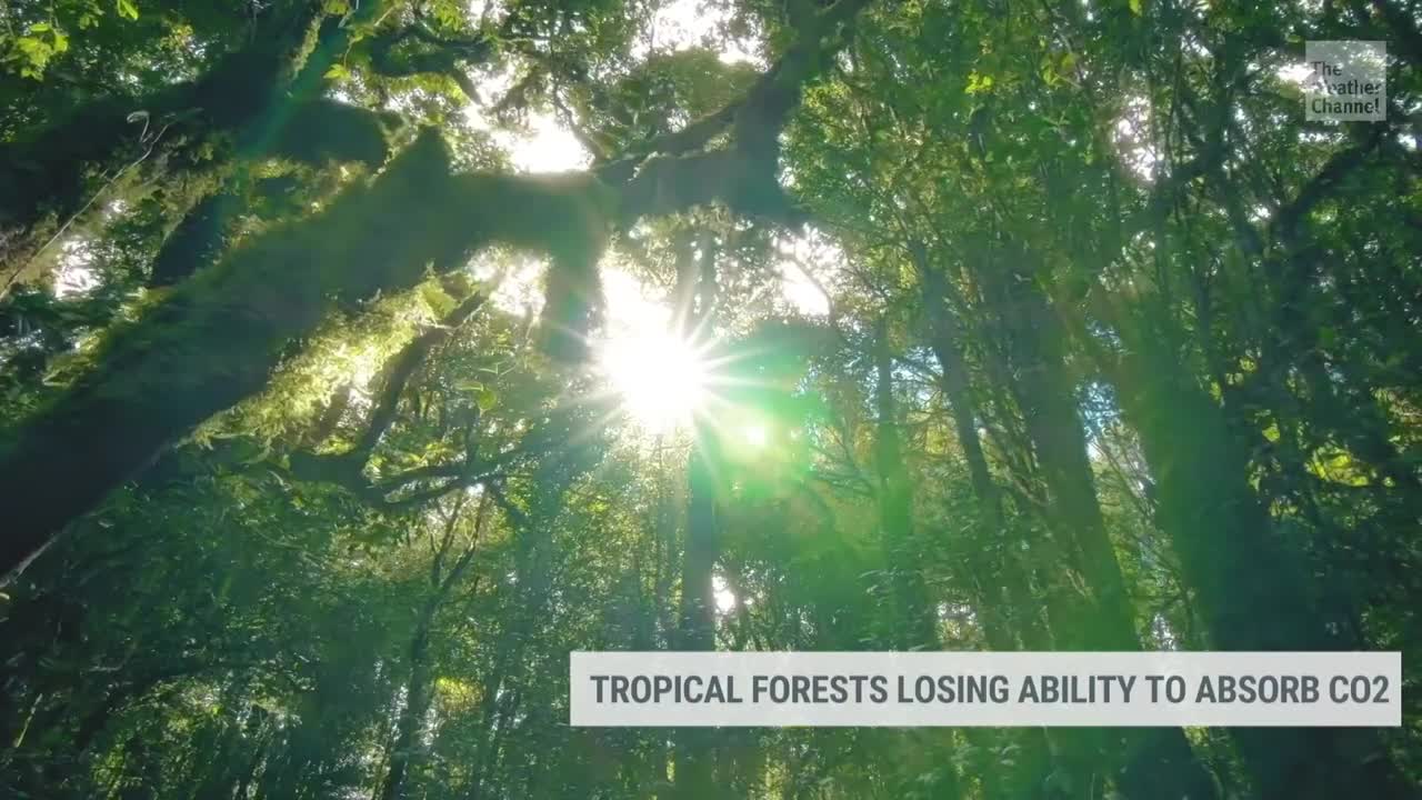 Amazon Could Soon Be a Source of Emissions