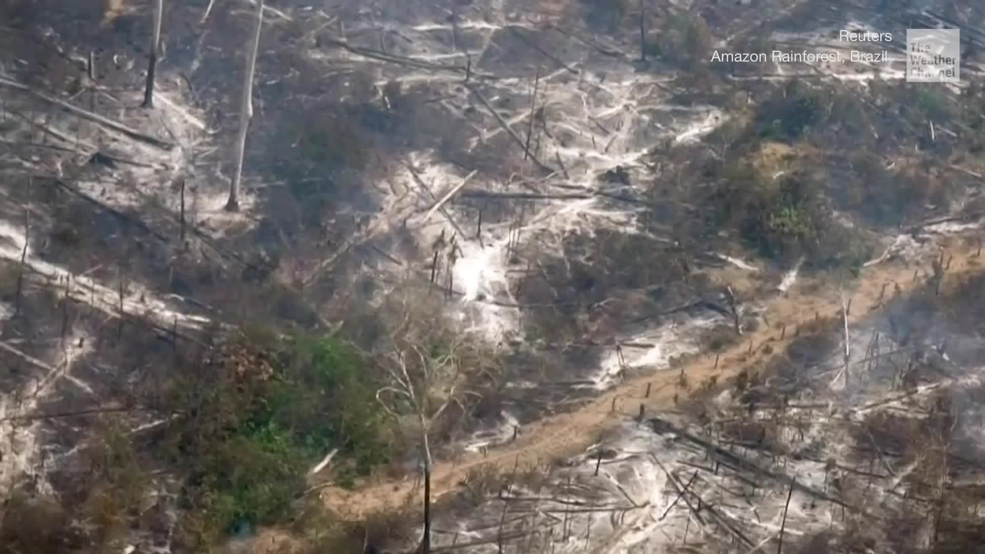 Amazon Deforestation Reaches 12-Year High