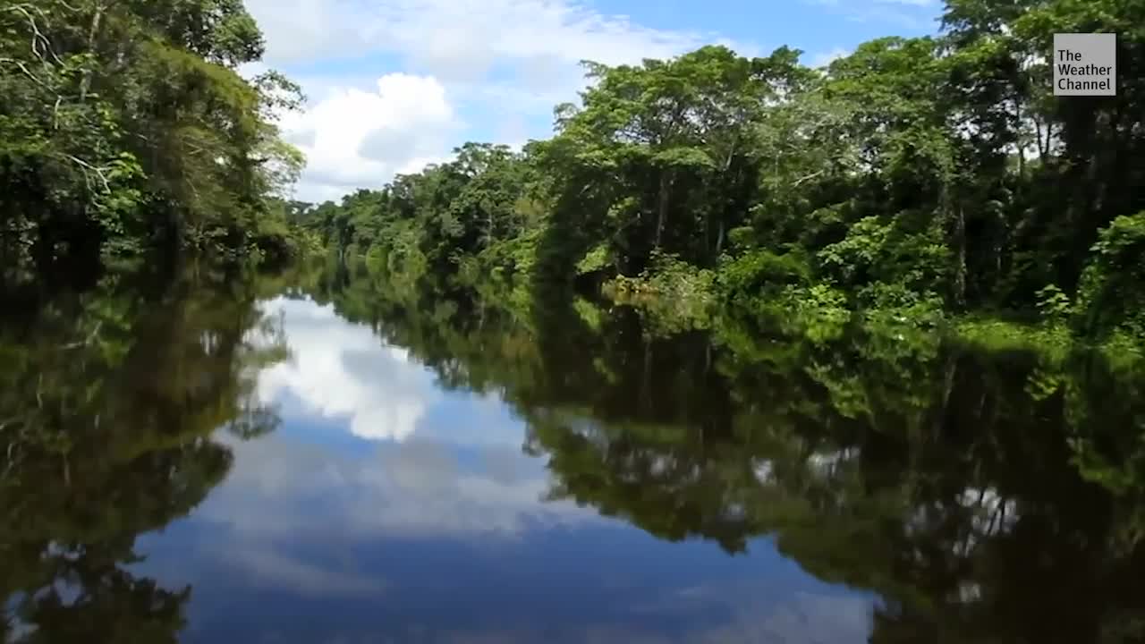 Amazon Rainforest Contributing to Climate Change, Study Says
