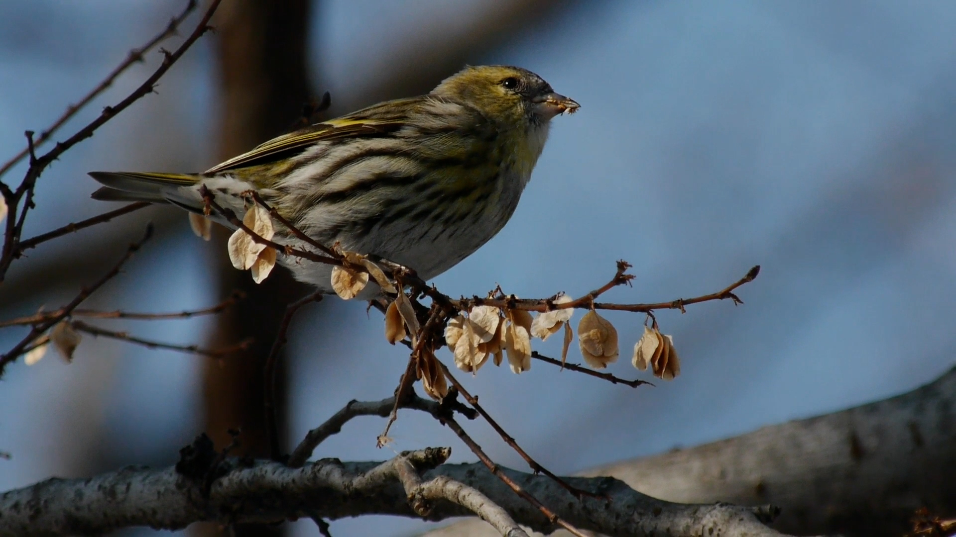 American Bird Species Blown To UK By Hurricane Lee Remnants