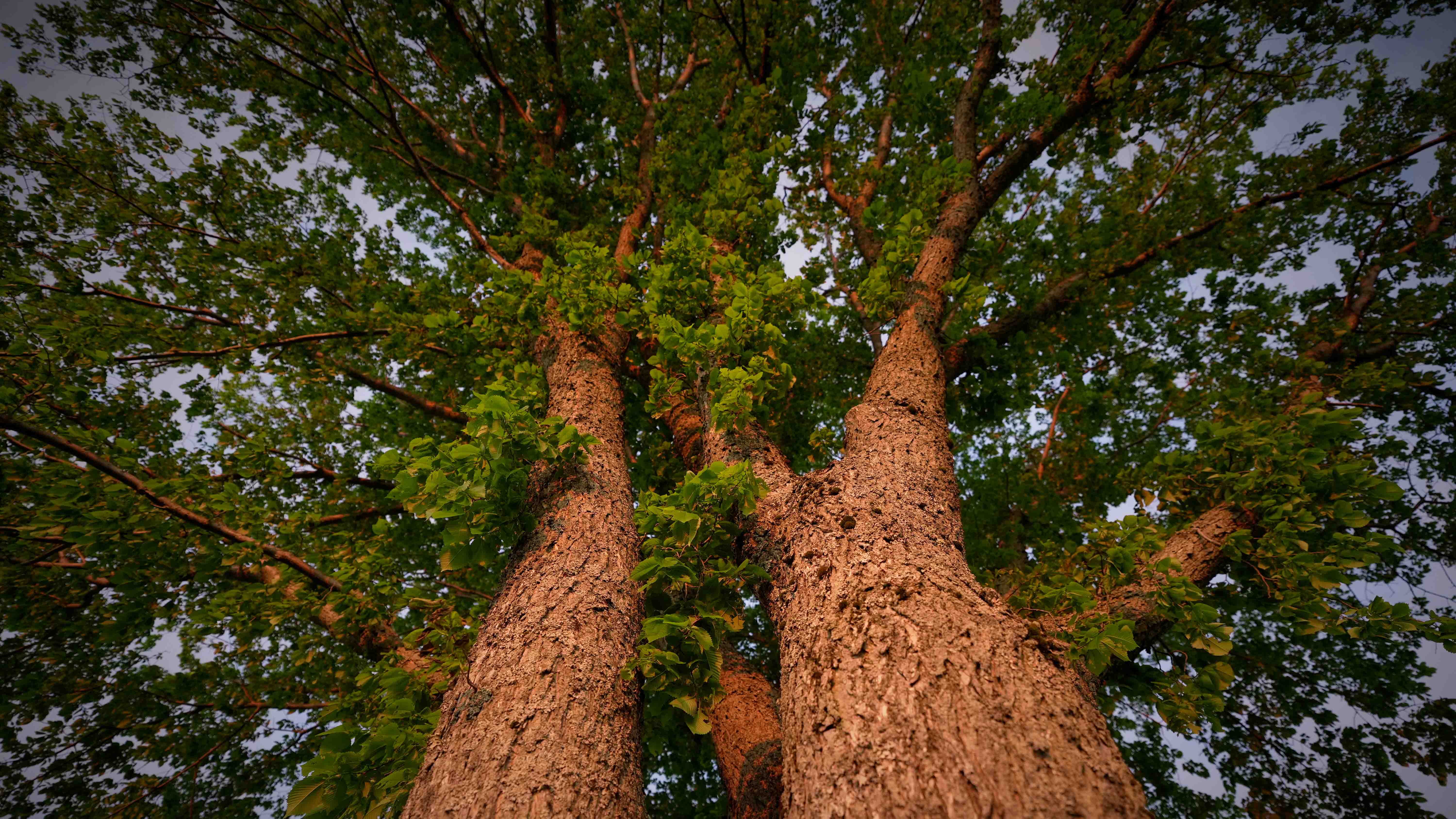 Upward view of textured tree trunks branching into a lush green canopy against a cloudy sky