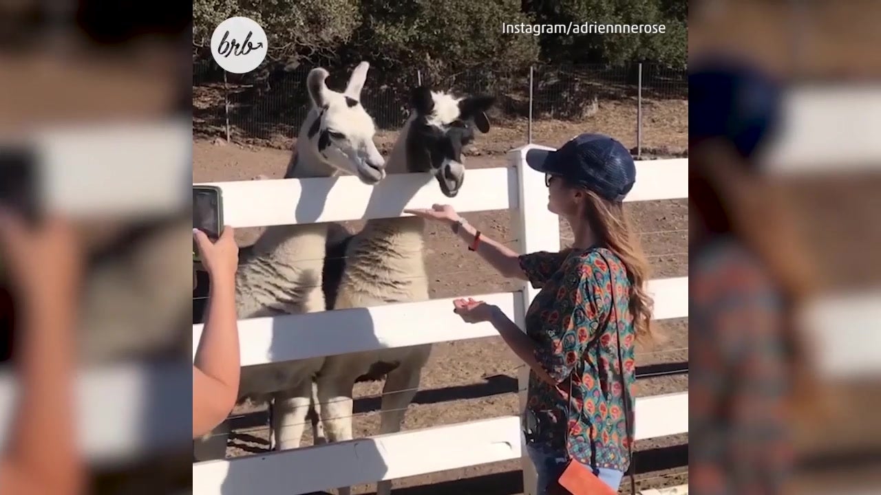 America’s Favorite Tipsy Safari