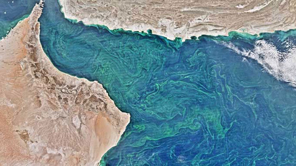 An Ocean Dead Zone the Size of Florida