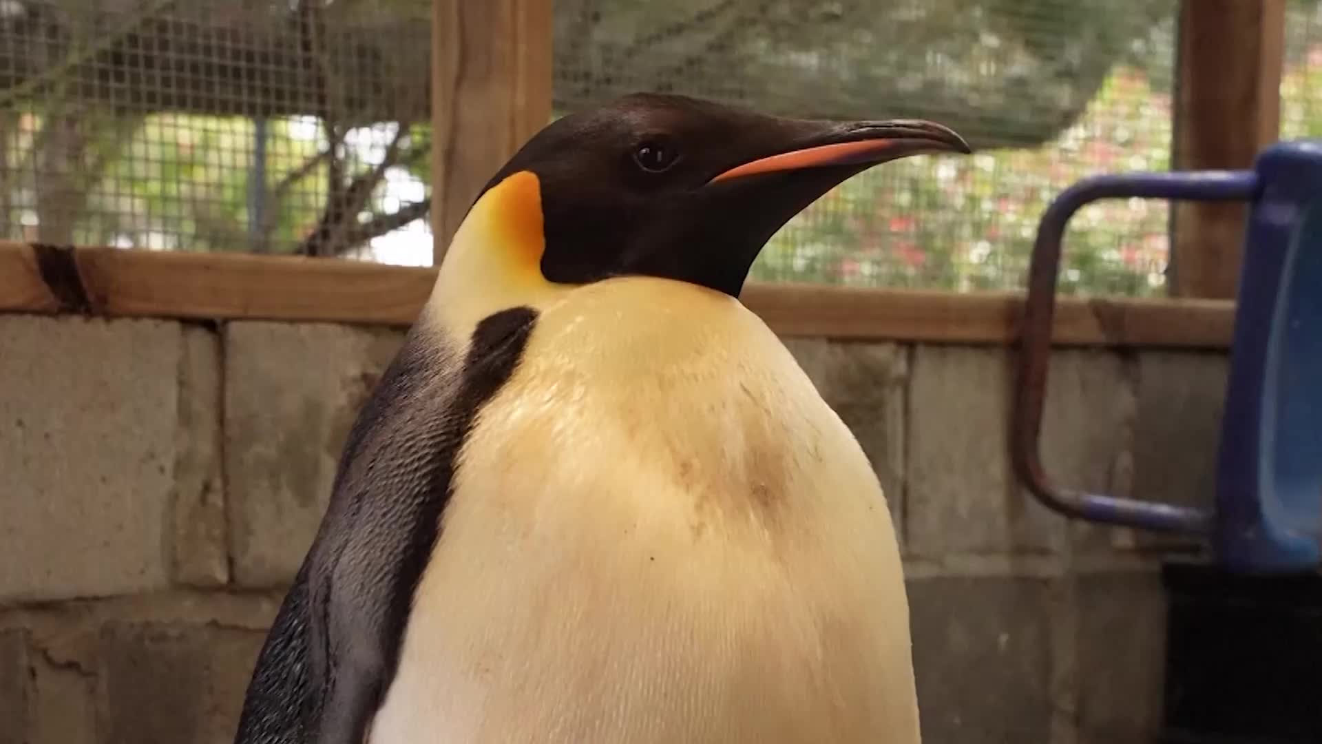 An Update On 'Gus,' The Far-Traveling Emperor Penguin 