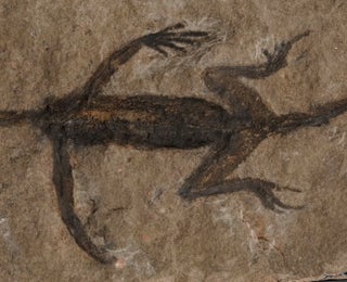 &lsquo;Ancient&rsquo; Petrified Remains Exposed As Fossil Forgery