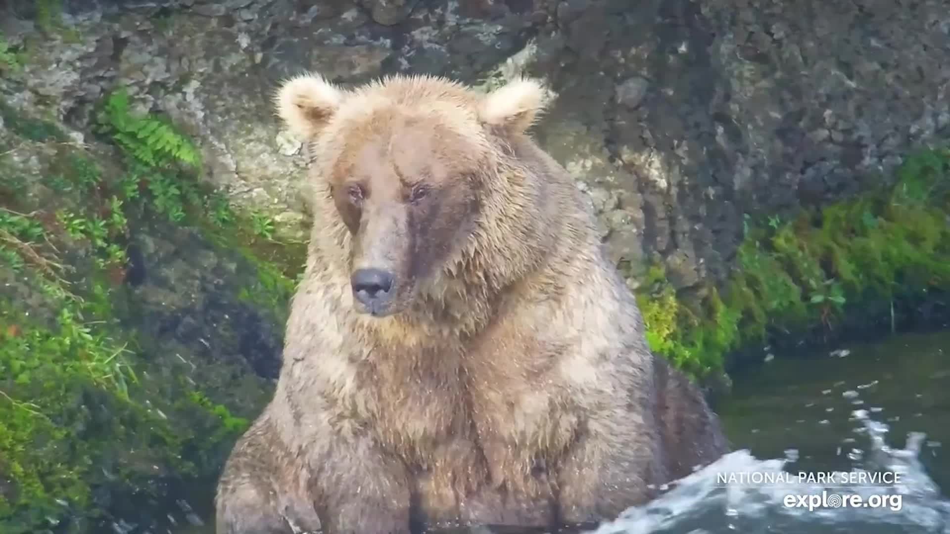 And The 2023 Fat Bear Week Champion Is&hellip;
