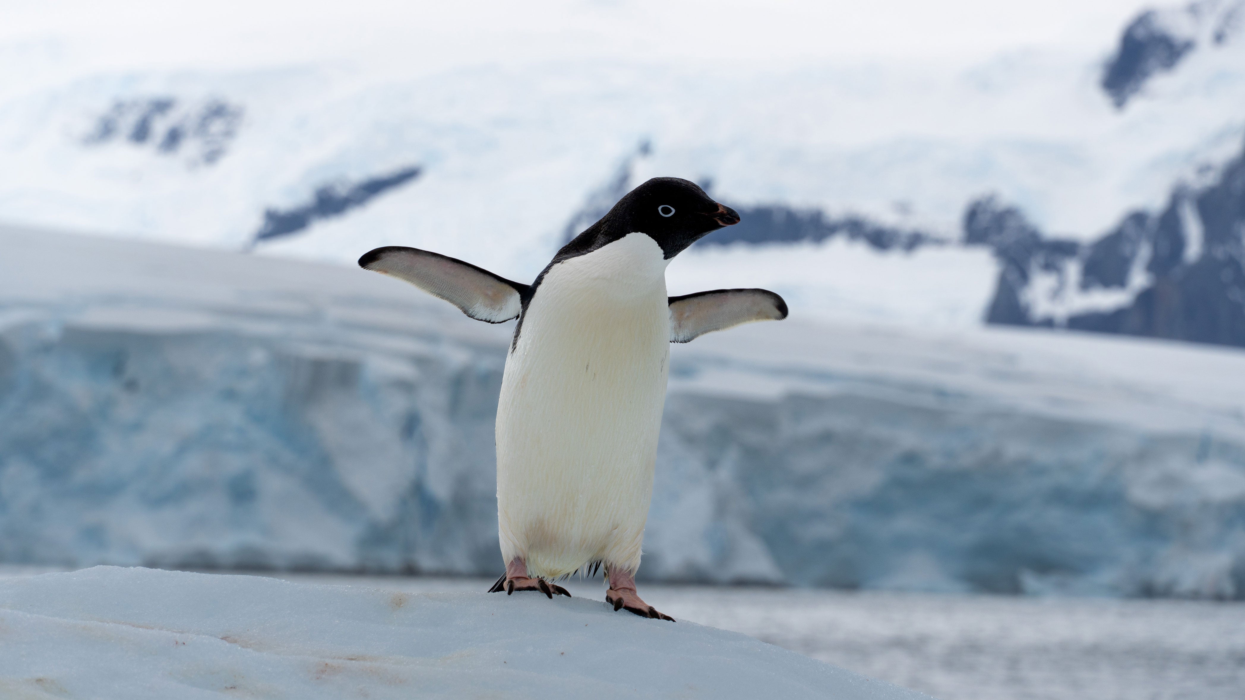 A penguin in Antarctica.