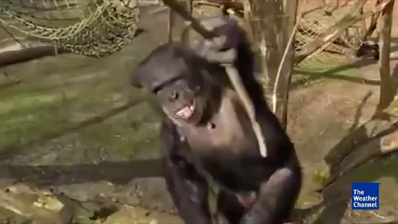 Angry Chimp Smashes Drone