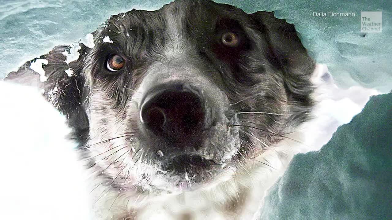 Annual Dog Photography Awards Winners Announced – Here Are The Winning Photos
