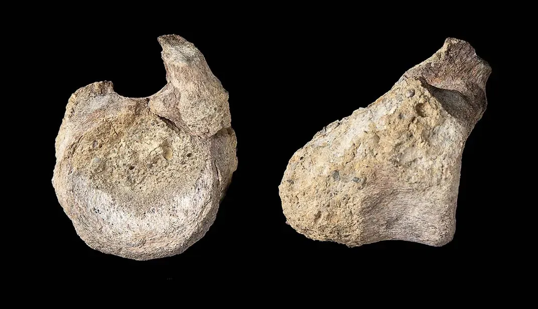The fossil at different angles 