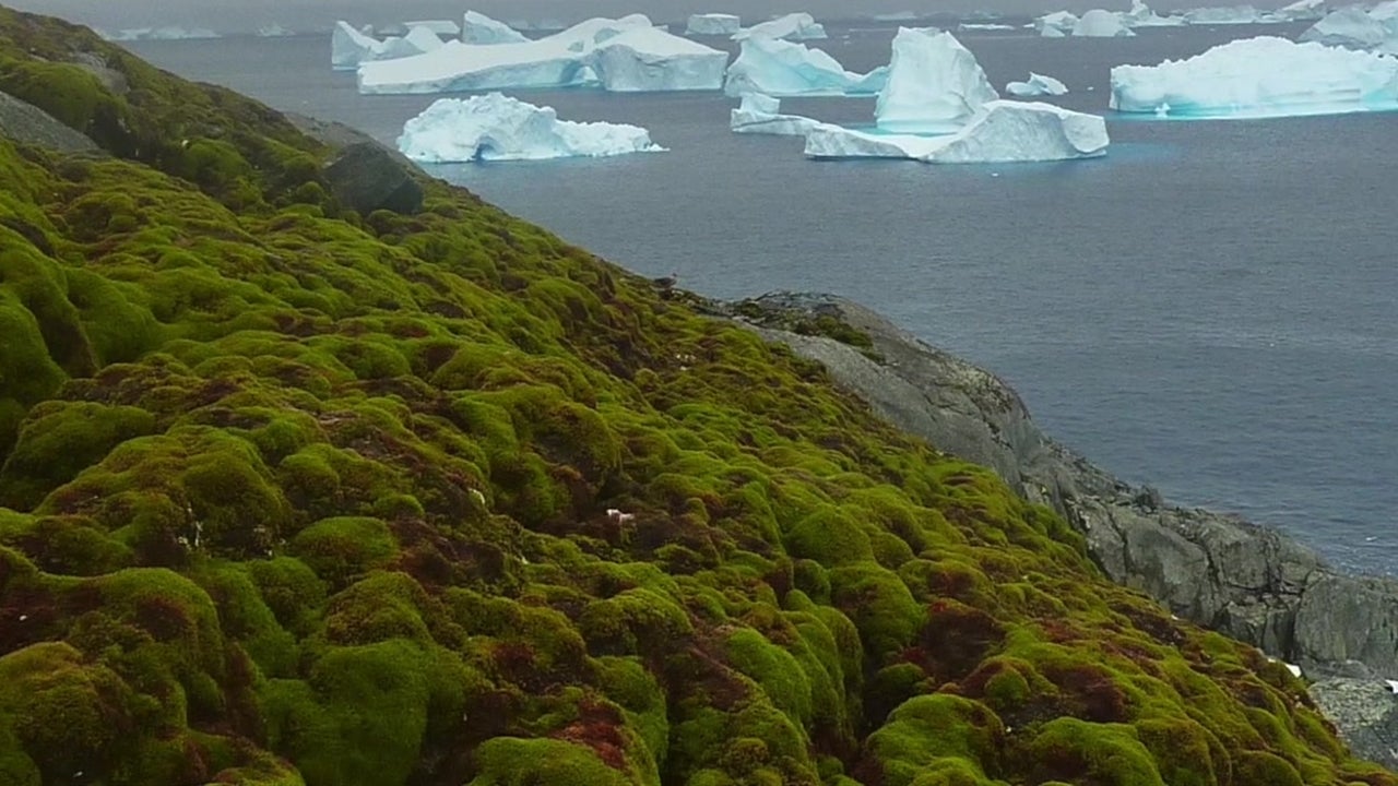 Antarctica is Turning Green