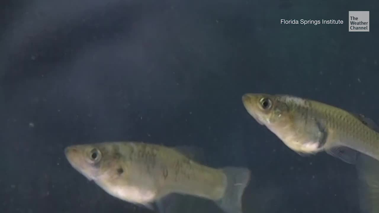 Antidepressant Pollution Make Fish Less Aggressive, Study Finds