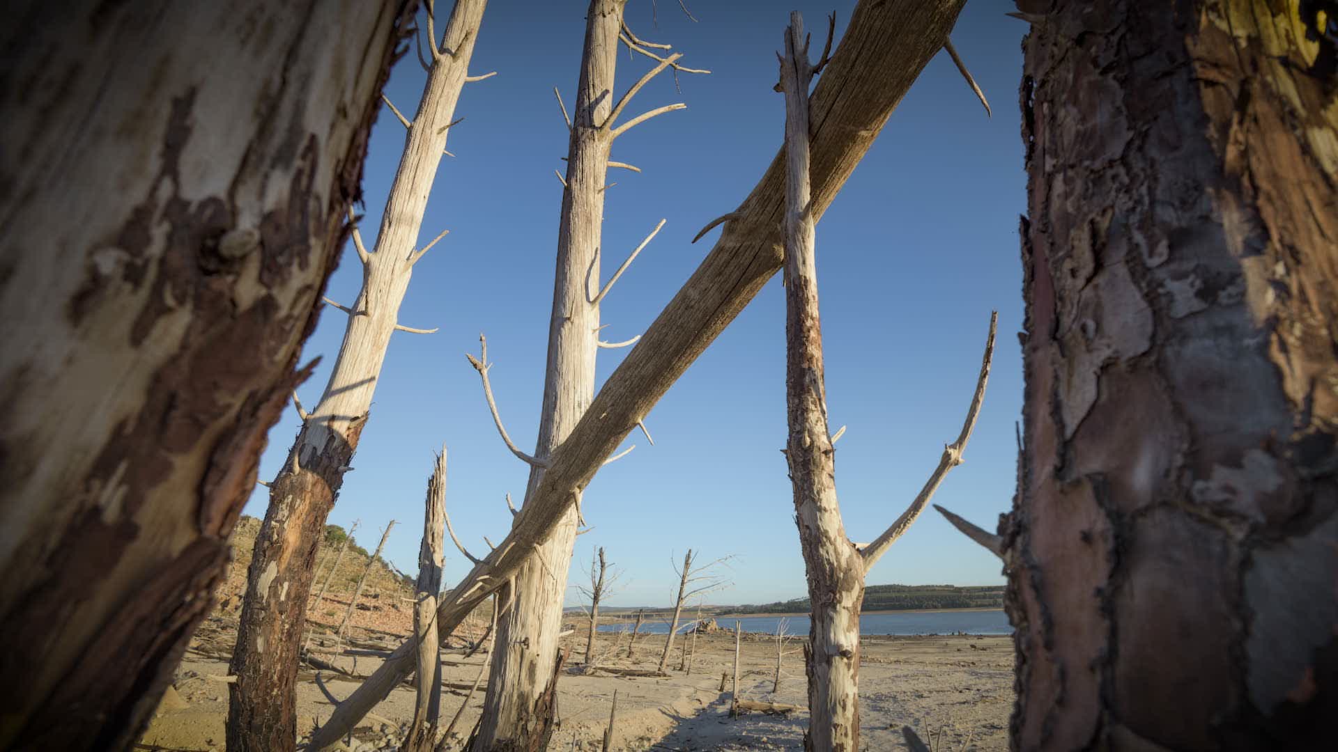 Are Ghost Forests A Haunted Halloween Hideaway?