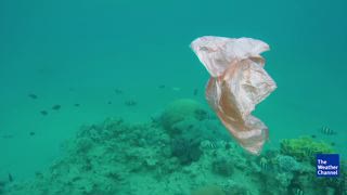 Are Humans Eating Microplastics?