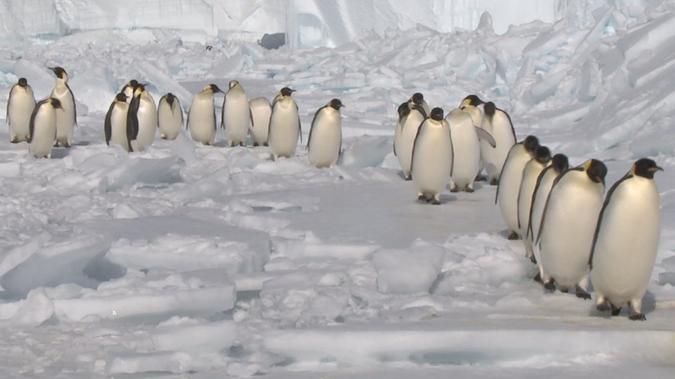 Are Tourists Making Antarctic Penguins Sick?