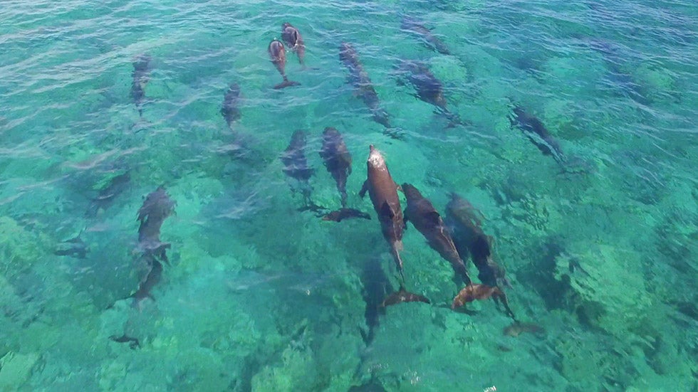 Are Warming Oceans Killing Dolphins?
