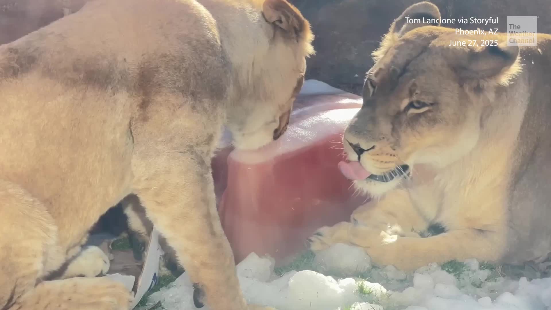 Arizona Animals Romp In Summer Snow