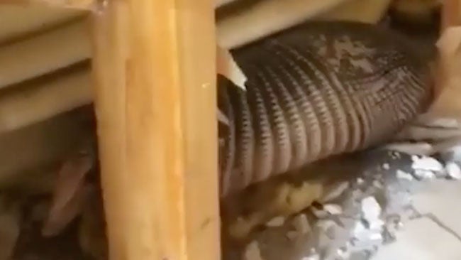 Armadillo Just Doesn't Want to Leave