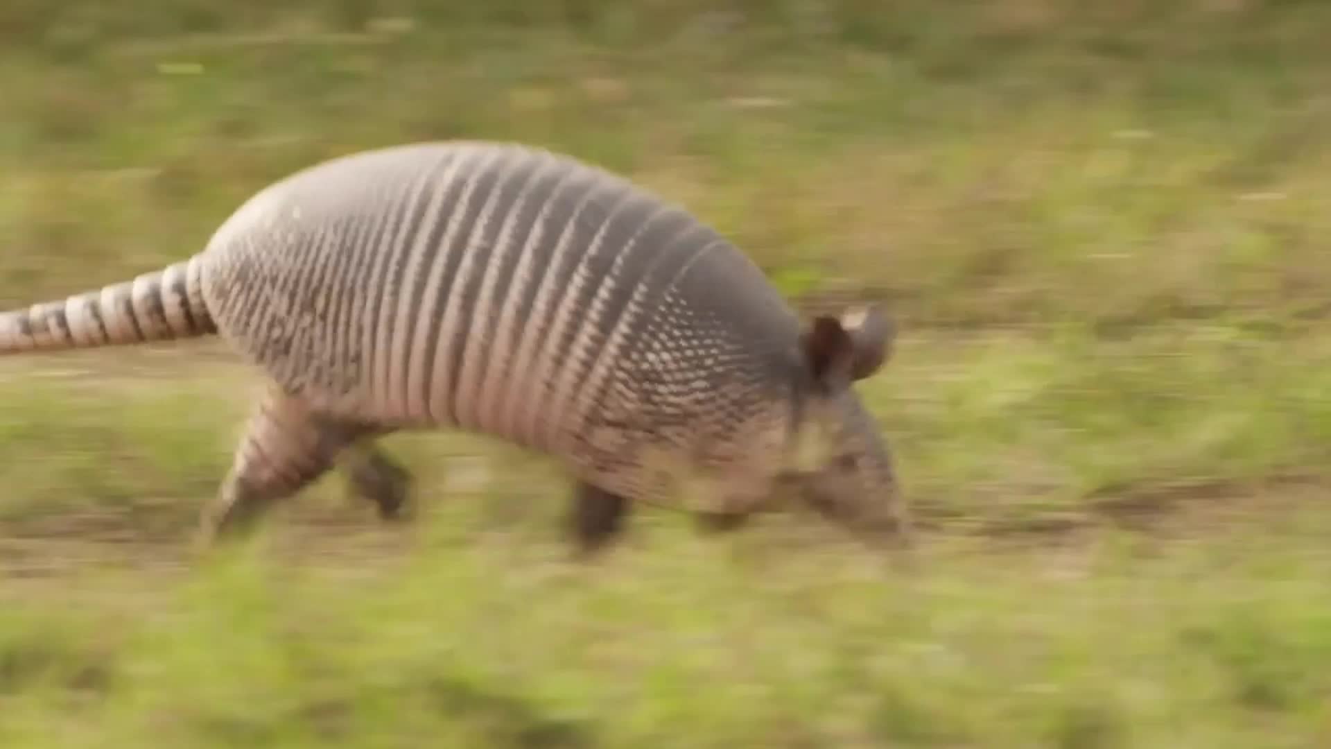 Armadillos Roaming New Territory Thanks to Climate Change