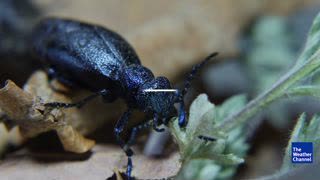 As Climate Changes, Bugs Eat More of Our Food
