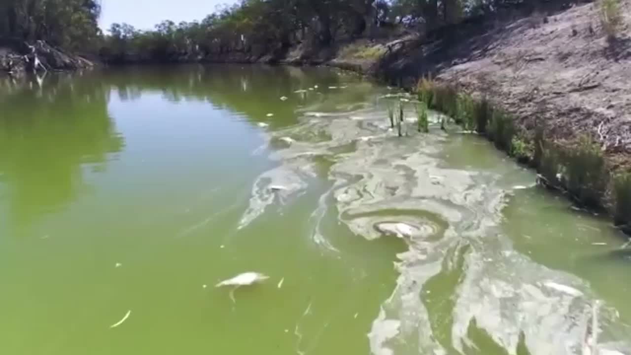 Australia Launches ‘Noah’s Ark’ Fish Rescue as Rivers Dry Up
