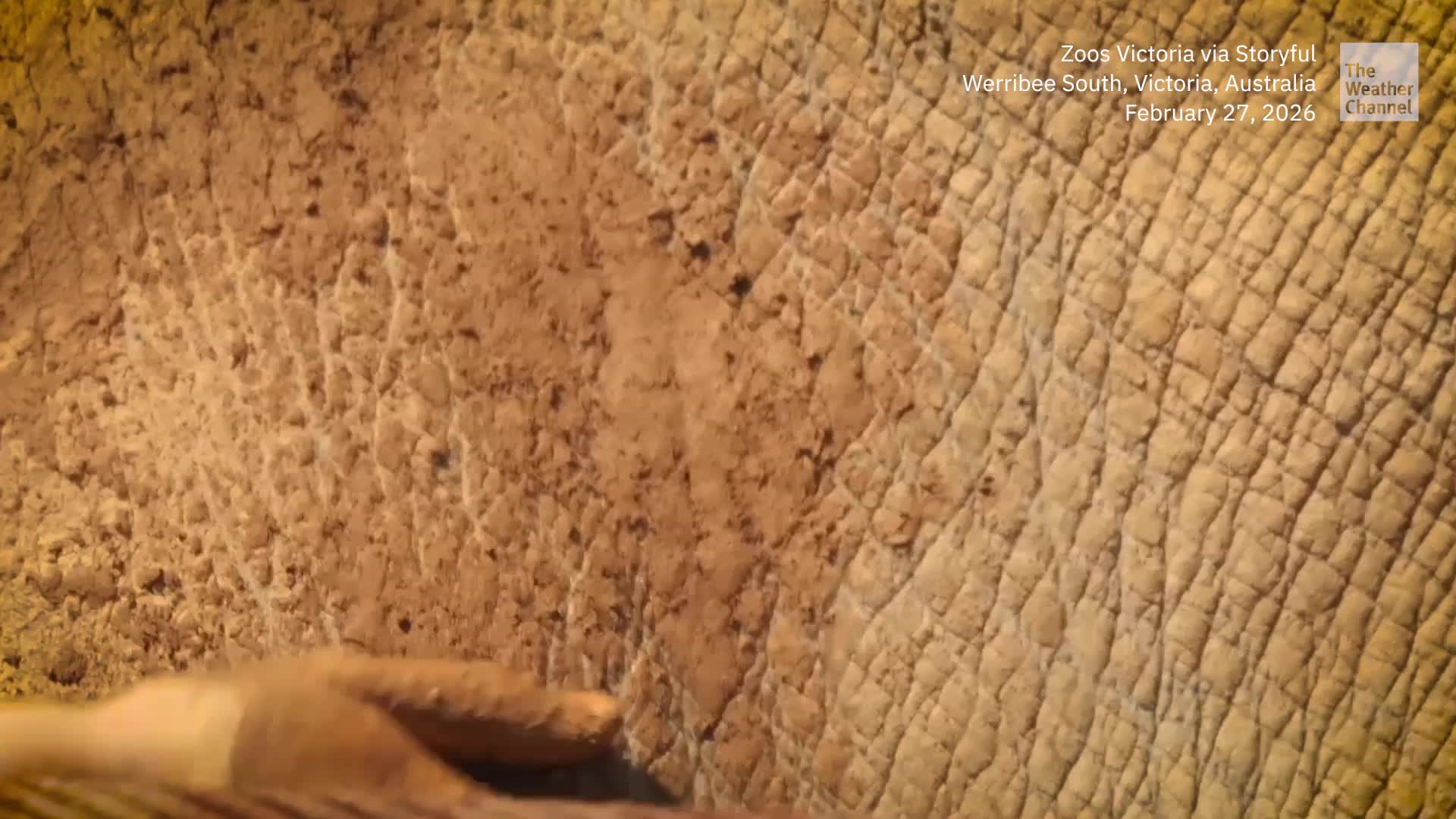 Australian Rhino Gets Ready For Summer With A Spa Day
