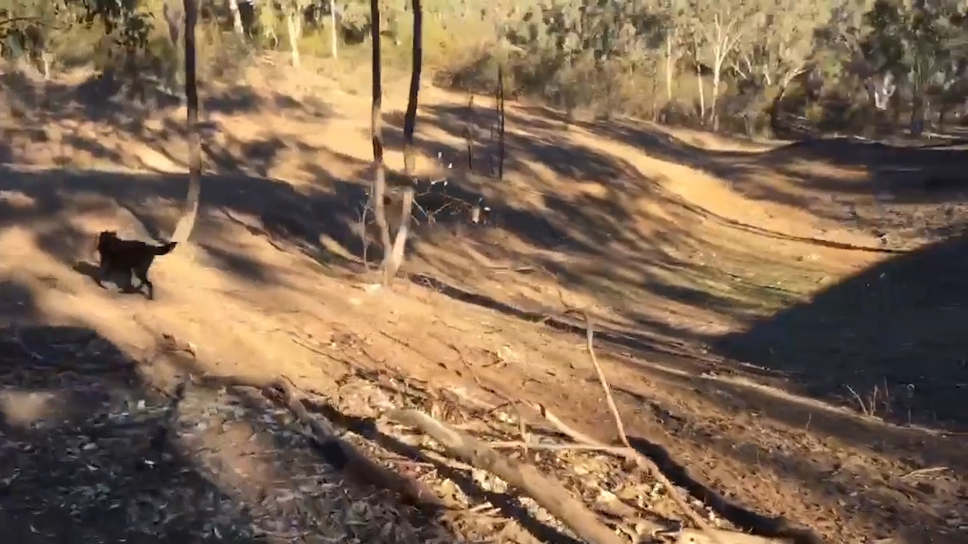Australia’s Devastating Drought Shown in Before-and-After Video