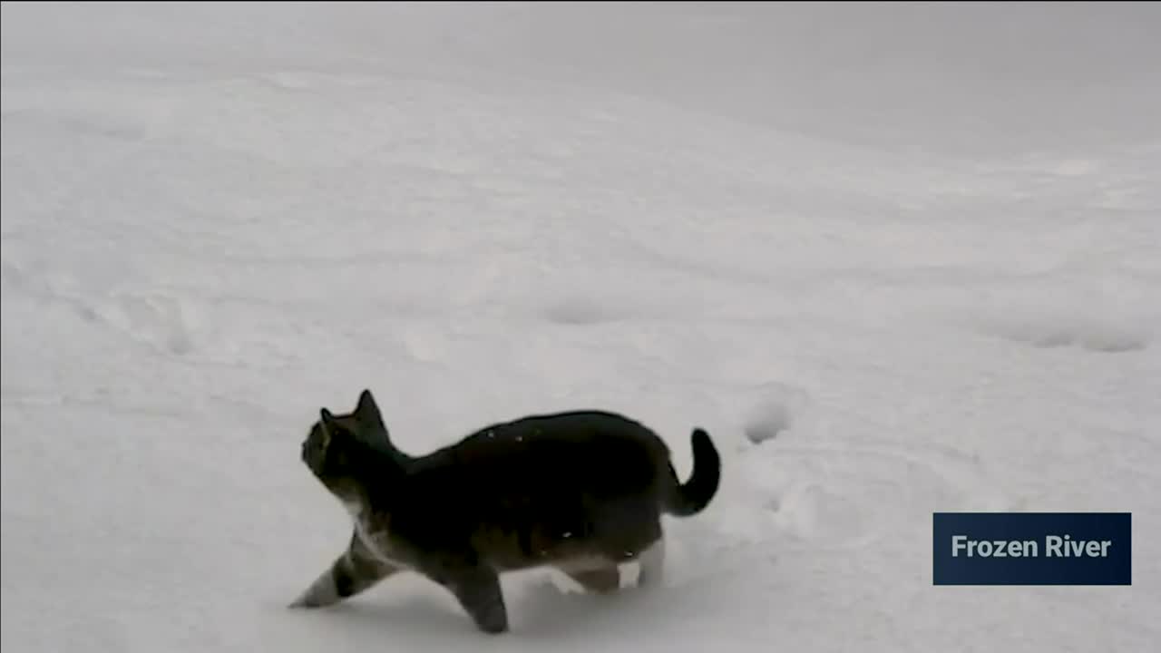Avoid These 5 Things To Keep Your Cat Safe During Winter