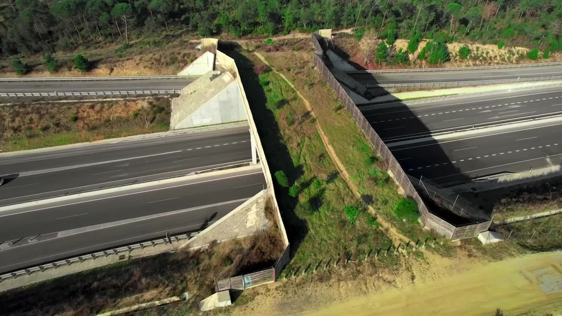 Awaited High Speed Rail To Be Built With Three Wildlife Crossings